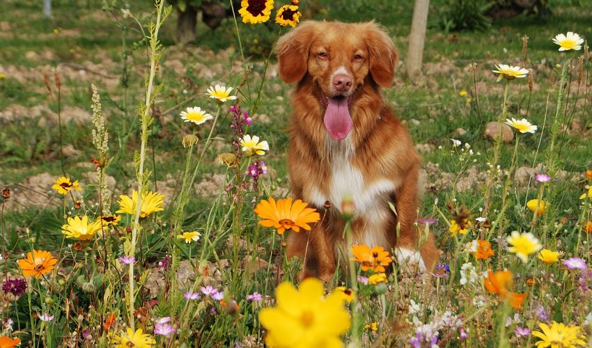 The Ultimate Guide to American Foxhound Health: Signs, Symptoms, and Prevention